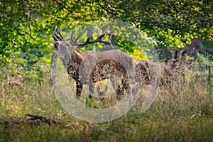 Big Red Deer Stags Cervus elaphus