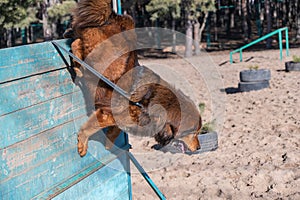 The big red dog breaks the barrier. Tibetan Mastiff jumping over a wooden fence. Dog training for agility and endurance. Outside.