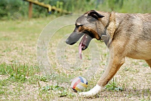 Big red dog playing ball on grass