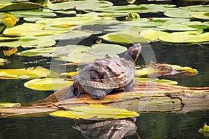 Big red-eared turtle in a pond among water lilies. Trachemys scripta basking in the summer sun. Turtle thrown by the owner into