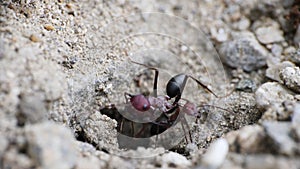 Big Red European Ants Working Cleaning Spring Dirt Nest Ground Supply Bringing Trough Entrance Hole Macro Video