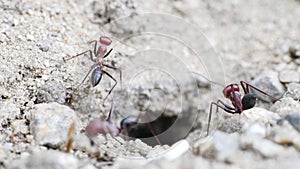 Big Red European Ants Working Cleaning Spring Dirt Nest Ground Supply Bringing Trough Entrance Hole Macro Video