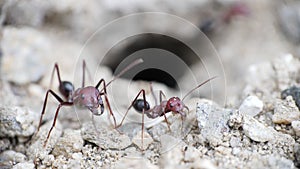 Big Red European Ants Worriers Communicate Protect Dirt Nest Ground Entrance Hole Ready To Fight Macro Video