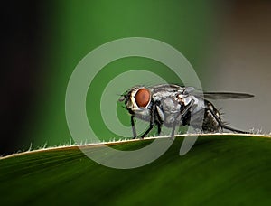 A Big Red Eyes Home Fly