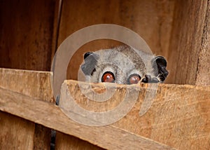 Big red eyes lemur popping its head out of its nest box