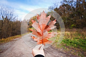 Big red fallen oak leaf in a man`s hand against beautiful autumn blue sky, seasonal background concept