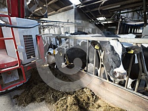 Big red feeding robot and black and white spotted cows in barn on dutch farm in holland