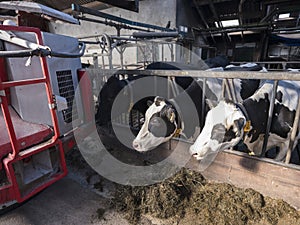 Big red feeding robot and black and white spotted cows in barn on dutch farm in holland