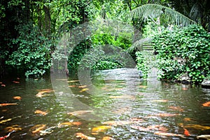 Big red fish in a park at jungle forest