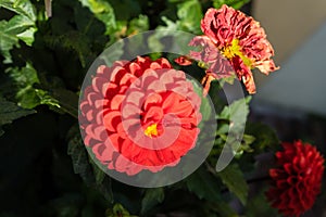 Big red flower bud blowing on plant next to whitered flower