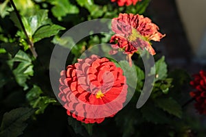 Big red flower bud blowing on plant next to whitered flower