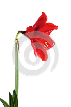 Big red flower isolated on white, hippeastrum hybrida