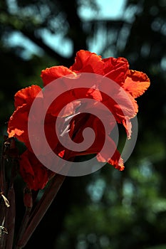 Big red flowers beautify the garden.