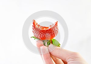 Big red fresh juicy strawberry in the hand from bio fields photo