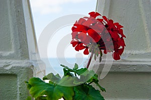 Big red geranium went for a walk on the promenade and looks through balusters on the blue sea