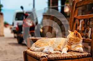 Big red ginger cat reposes outdoors on a chair