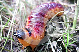 Big red grub as fishfood