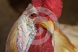 Big Red Head Rooster Cock, Chicken Portrait Animal Bird, Farm House Pet Domestic white Color