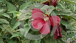 Big red hibiscus flower with insects crawling around