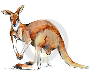 Big red kangaroo. Realistic watercolor animal illustration isolate on white