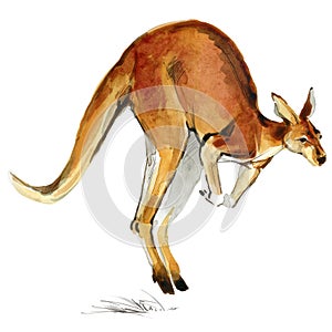 big red kangaroo. Realistic watercolor animal illustration isolate on white