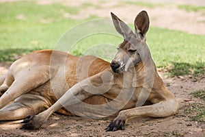 Big Red Kangaroo Resting photo