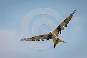 Big red kite flying with openend splayed wings on blue sky