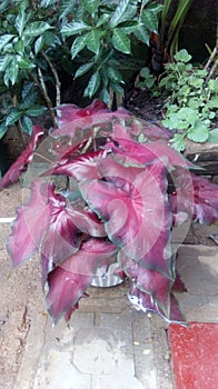 Big red leaves flower pot.