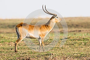 Big red lechwe buck broadside