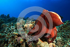 Big Red Octopus