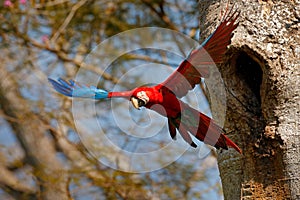 Big red parrot, fly from nest hole. Red-and-green Macaw, Ara chloroptera, in the dark green forest habitat. Beautiful macaw parrot