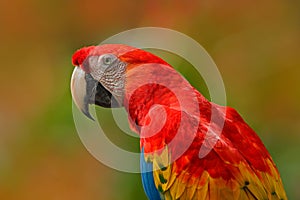 Big red parrot Scarlet Macaw, Ara macao, bird sitting on branch, Costa rica. Wildlife scene from tropic forest nature. Beautiful p