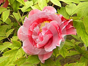 A big red peony flower