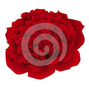 Big red peony flower isolated on white background.