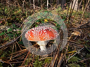 Big, red poisonous mushroom Fly Agaric (Amanita Muscaria) mushroom with white warts and visible white veil