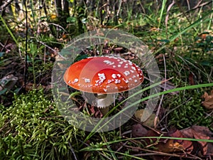 Big, red poisonous mushroom Fly Agaric Amanita Muscaria mushroom with white warts and visible white veil in a forest surrounded