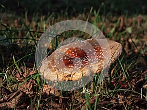 Big, red poisonous mushroom Fly Agaric (Amanita Muscaria) with white warts in a green grass among brown, fallen leaves