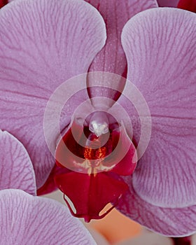 Big Red in purlpe Orchid photo