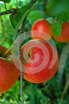 Big red ripe apples on the apple tree, fresh harvest of red appl