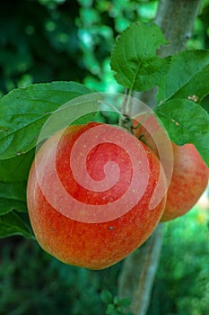 Big red ripe apples on the apple tree, fresh harvest of red appl