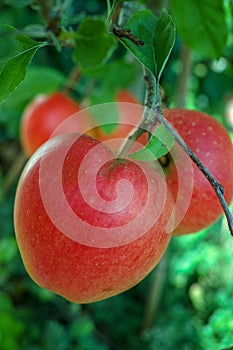 Big red ripe apples on the apple tree, fresh harvest of red appl