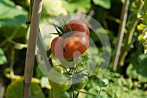 Big red and ripe fleshy of beefsteak tomato growing on a stem.