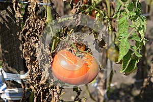 Big red ripe tomato