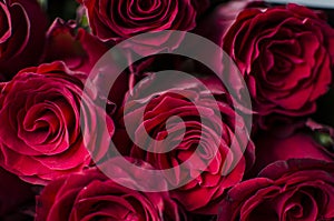 Big red rose background. Flower petal texture. Nature queen rose