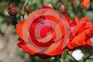 Big red rose flower with buds