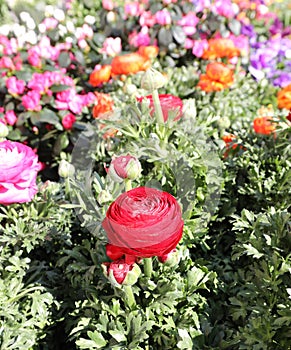 big red rose flower in spring