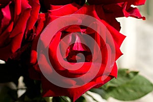 Big red rose lit by the sun