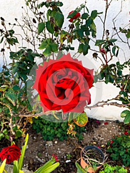 A big red rose over the grass