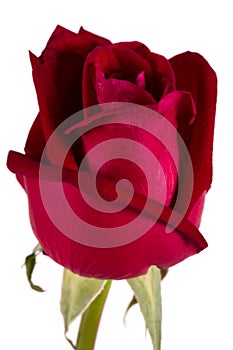Big red silk rose isolated on white
