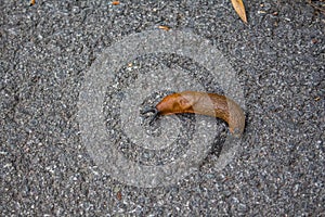 Big red slug is sliding on the ground. Macro, Selective focus